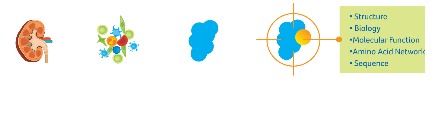 Approach_Infog_kidney Infographic - steps in target identification
