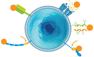 Infographic of cell with receptors